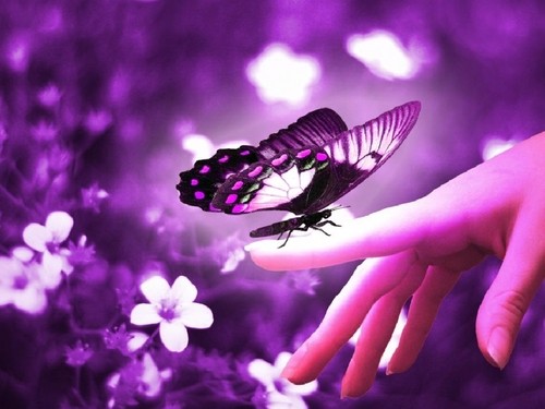 Beautiful butterflies butterflies 9481170 500 375